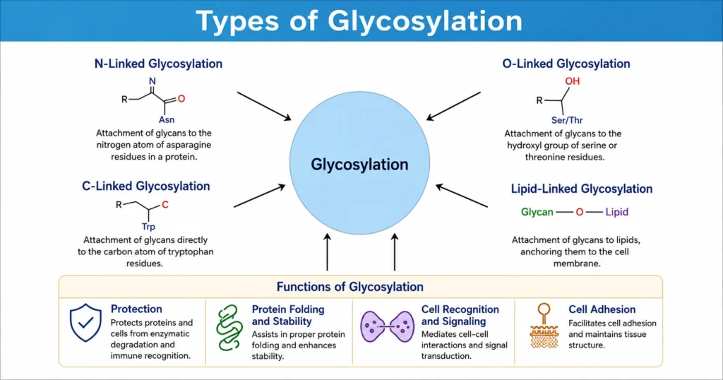 Types of glycosylation infographic