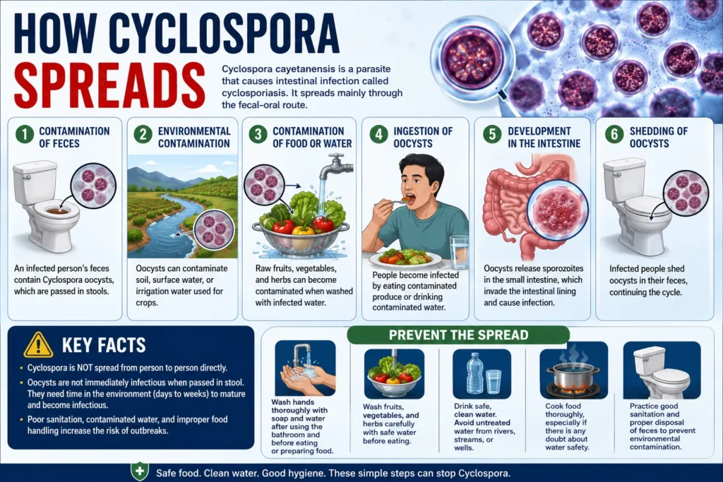How Cyclospora Spreads