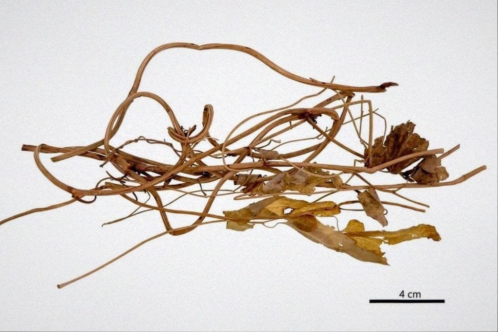 Aristolochia (Birthwort)